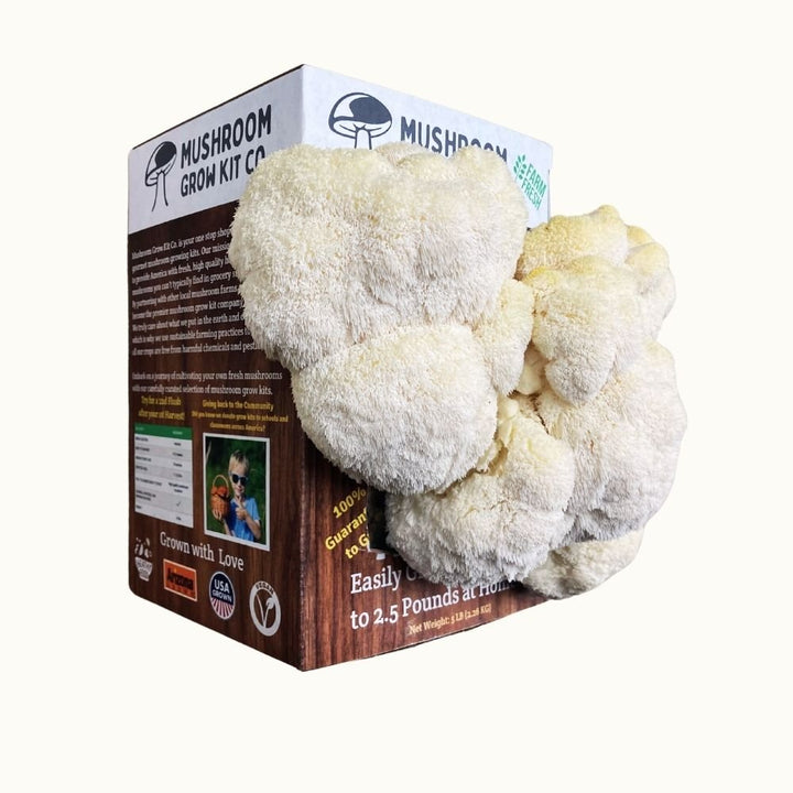 Lion&