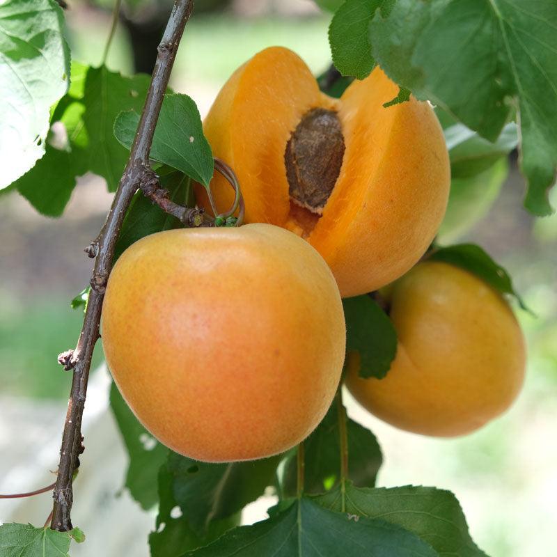 Fresh Garden Living Tomcot Apricot Tree