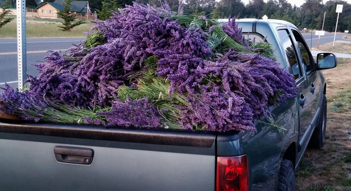 Fresh Culinary Lavender Bundles 14-18 inch Food Grade Dried Herb