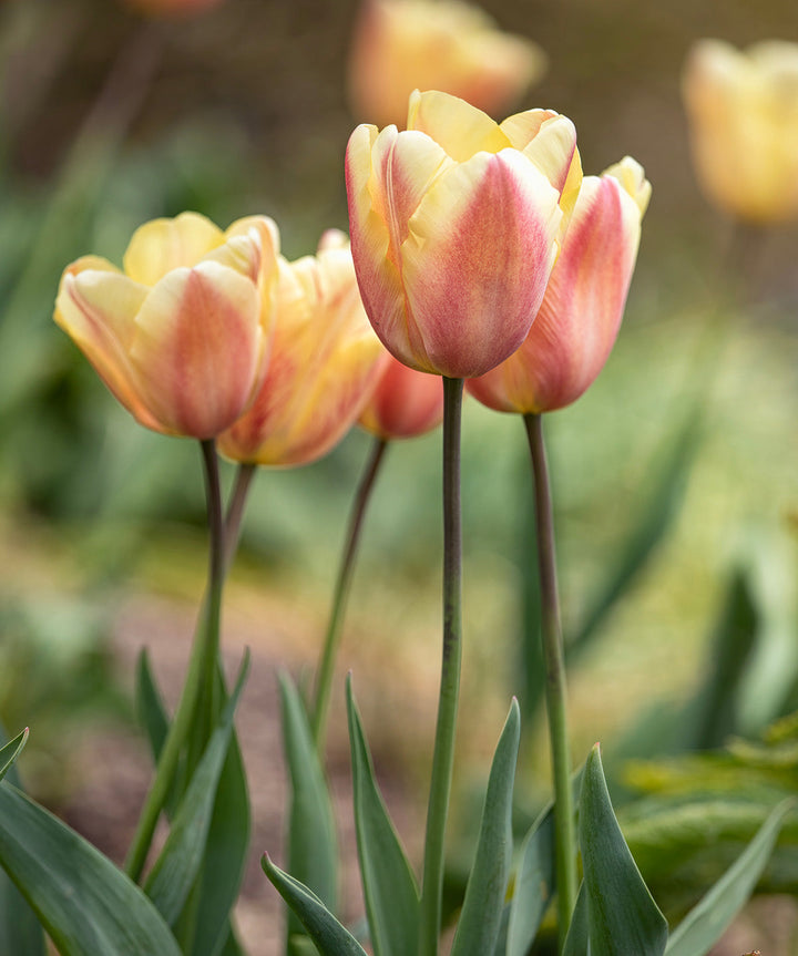Apricot Foxx Triumph Tulip - 10 bulbs