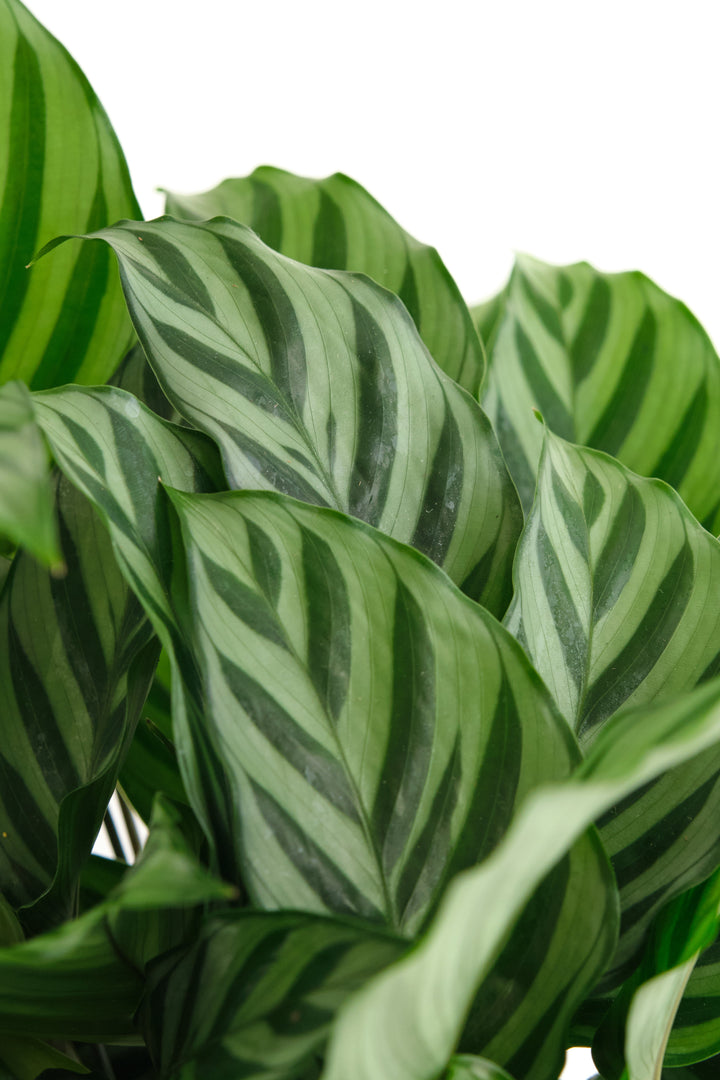 Calathea Concinna &