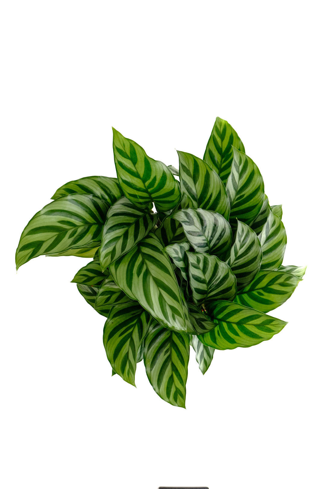 Calathea Concinna &