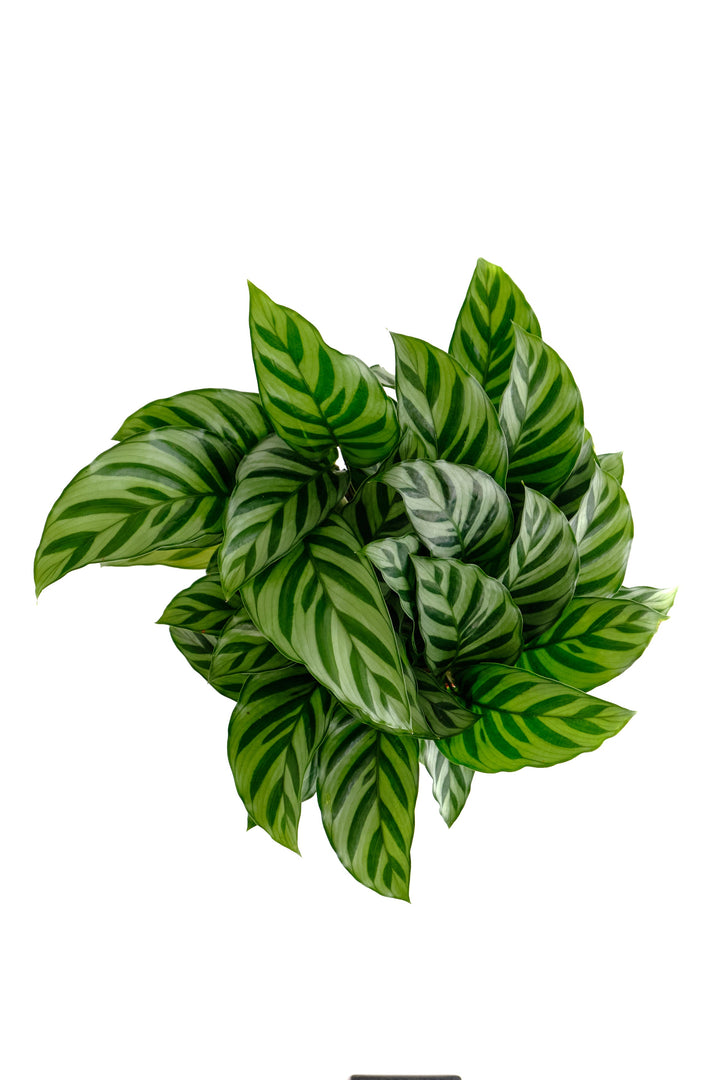 Calathea Concinna &