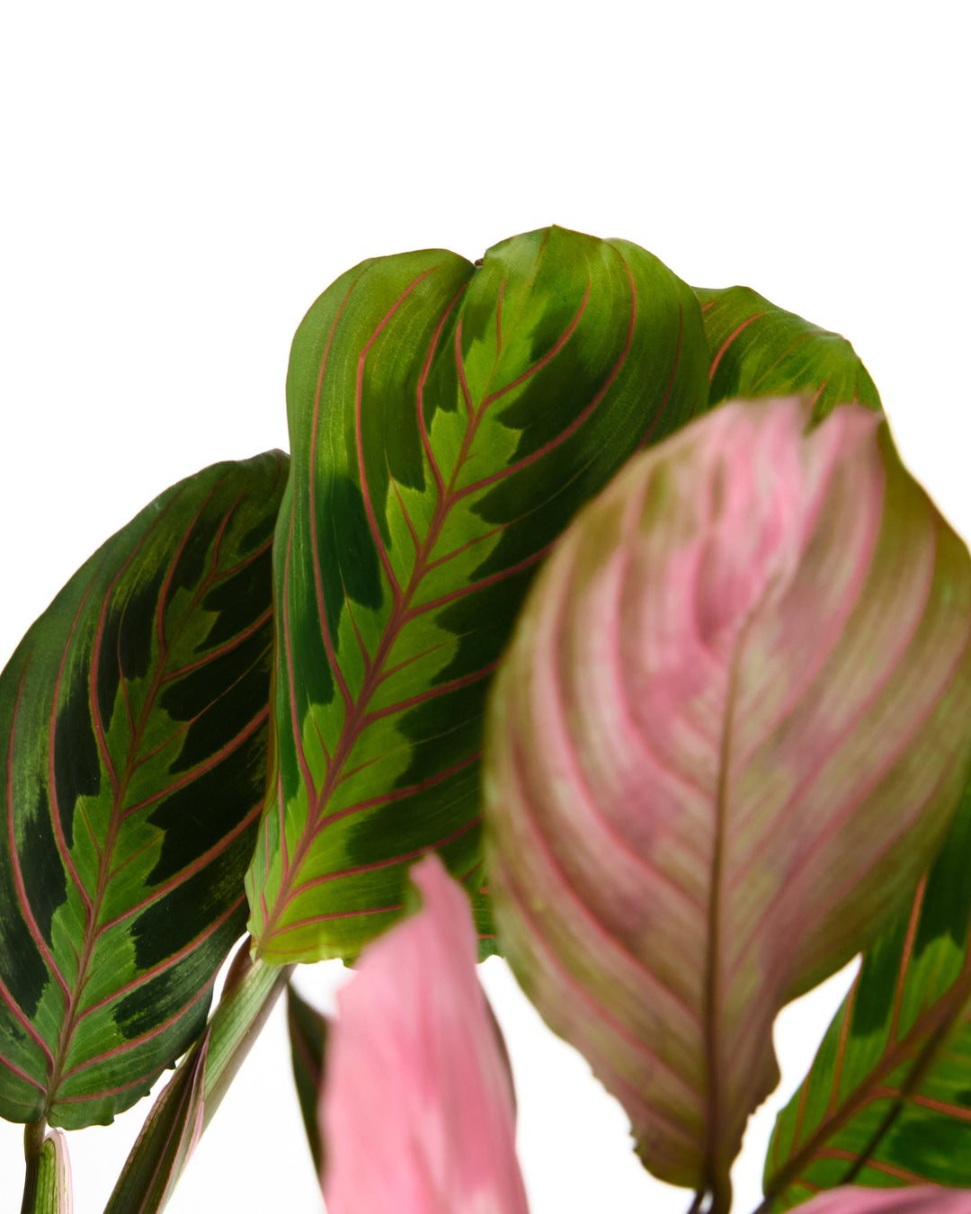 Maranta Red &
