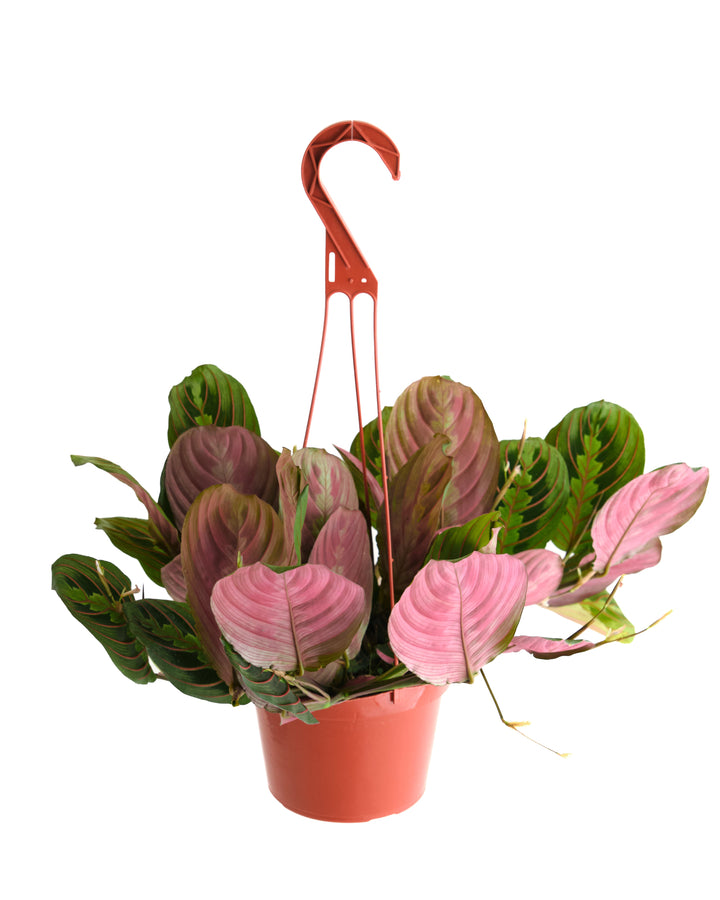 Maranta Red &