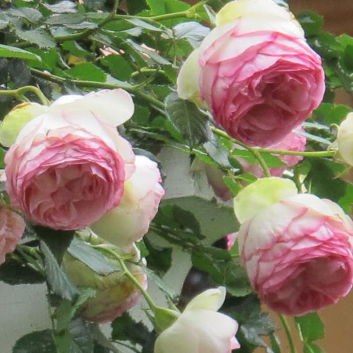Eden Climbing Rose plant with lush pink blooms and green foliage for garden decor