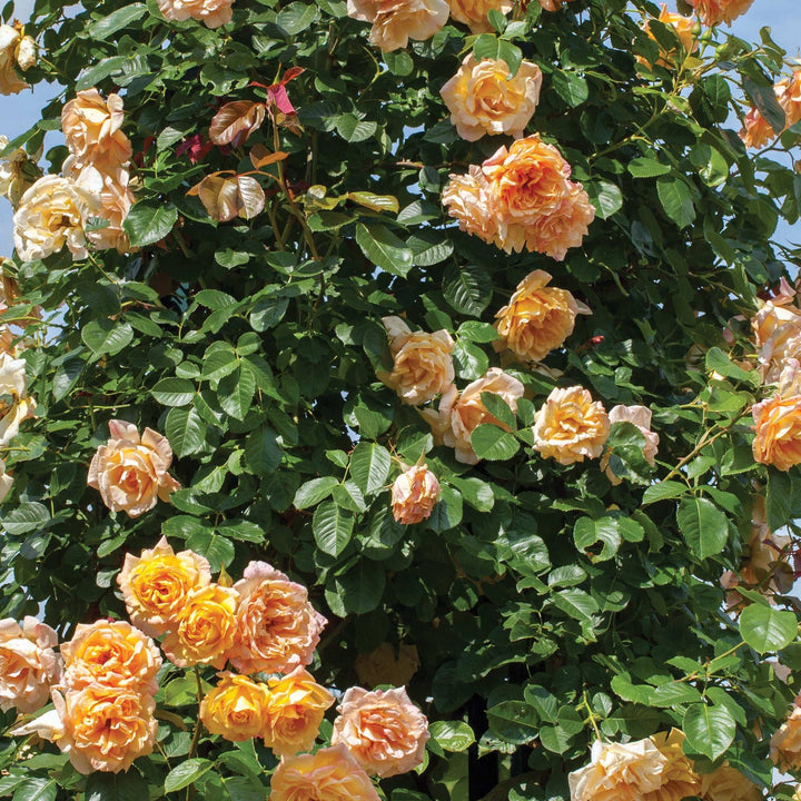 Vibrant yellow climbing rose plant with lush green leaves, perfect for gardens and trellises.