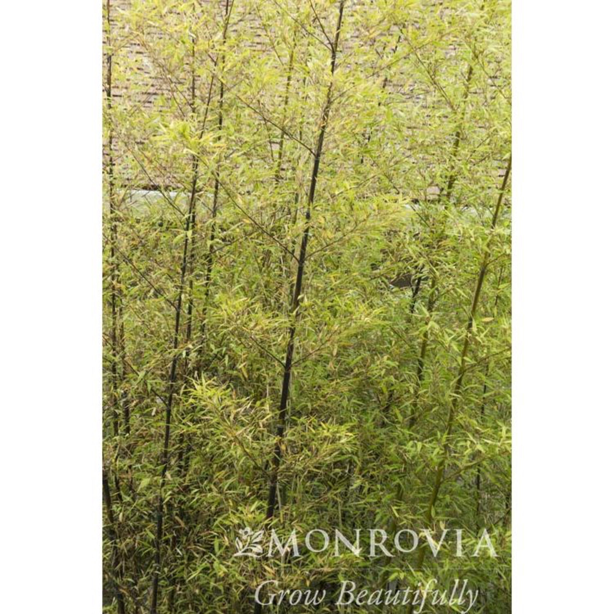 Black Bamboo