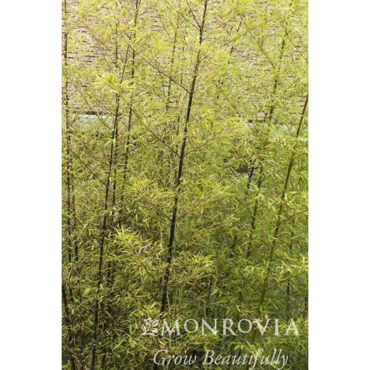 Black Bamboo