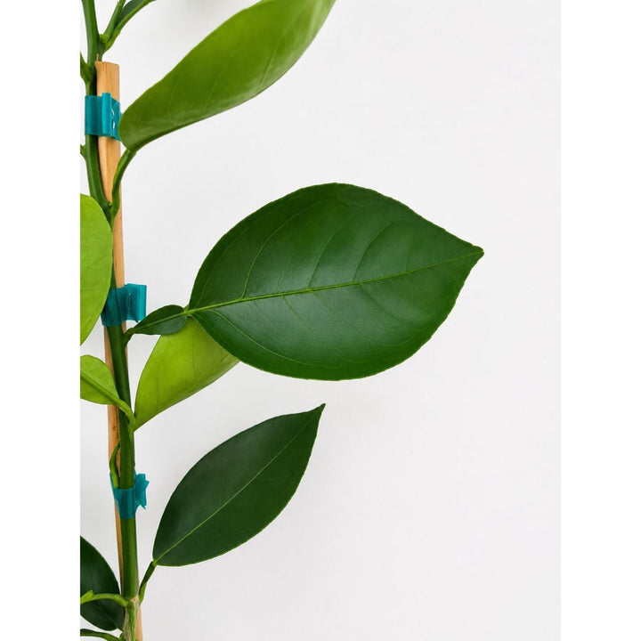 Valencia Orange Tree (FL)