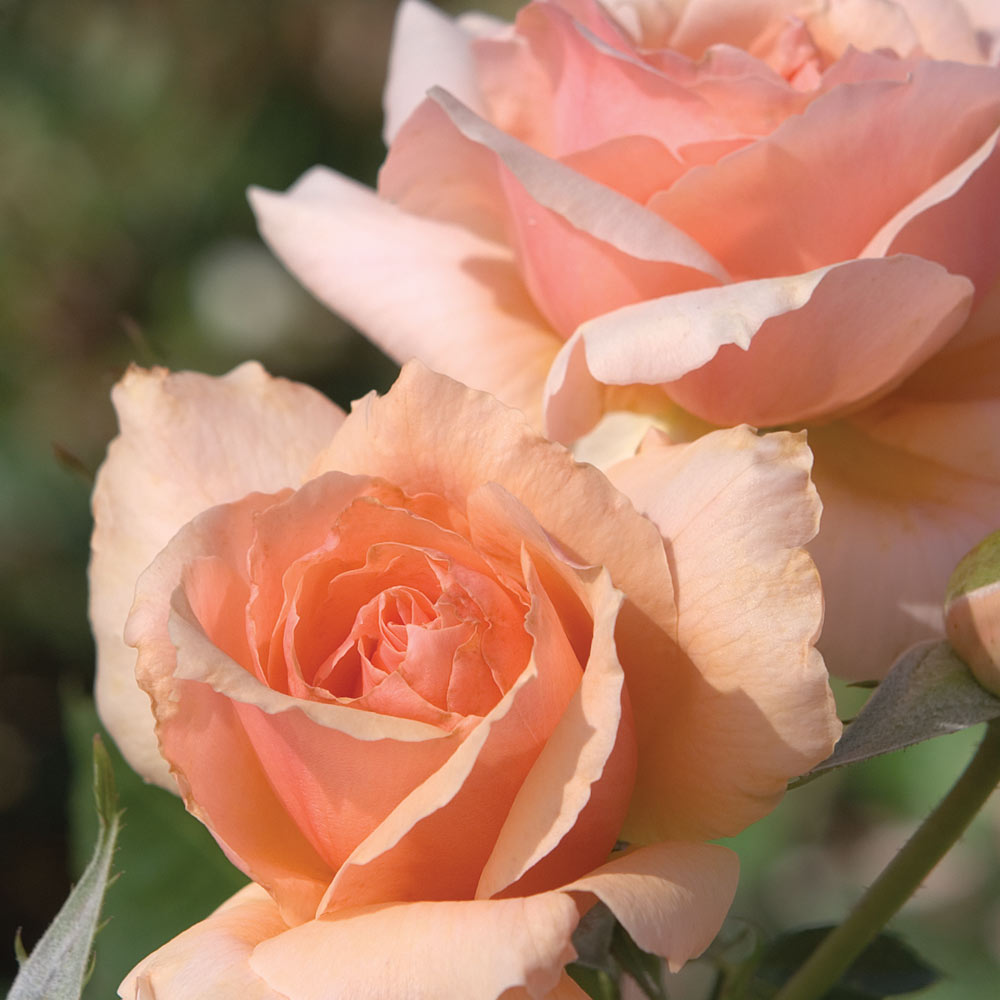 Apricot Candy Rose 1.5 gallon Container