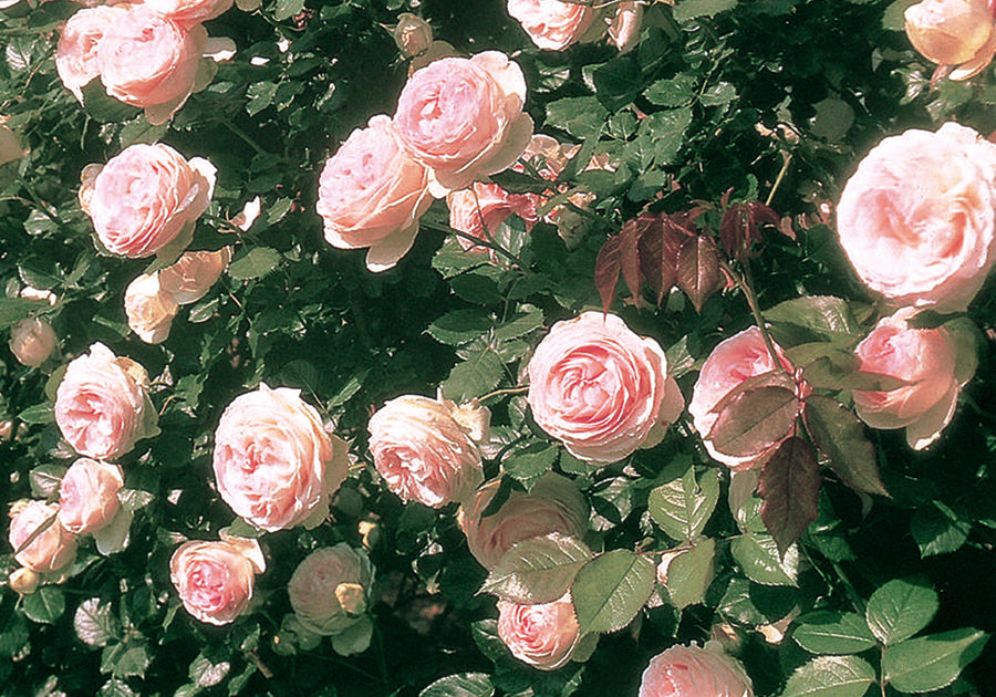 Colette Climbing Rose - Potted Rose Plant - Very Fragrant - Hybrid Tea