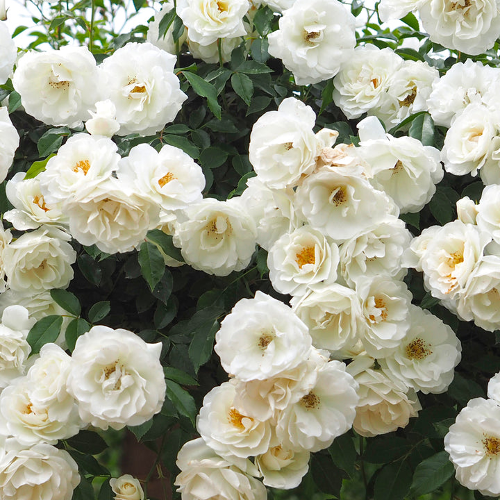 Iceberg Shrub Rose 1.5 gallon Pot