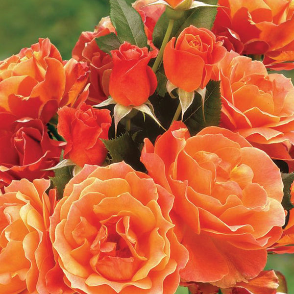 Livin Easy Rose Plant Potted | Living Easy Floribunda Orange Flowers