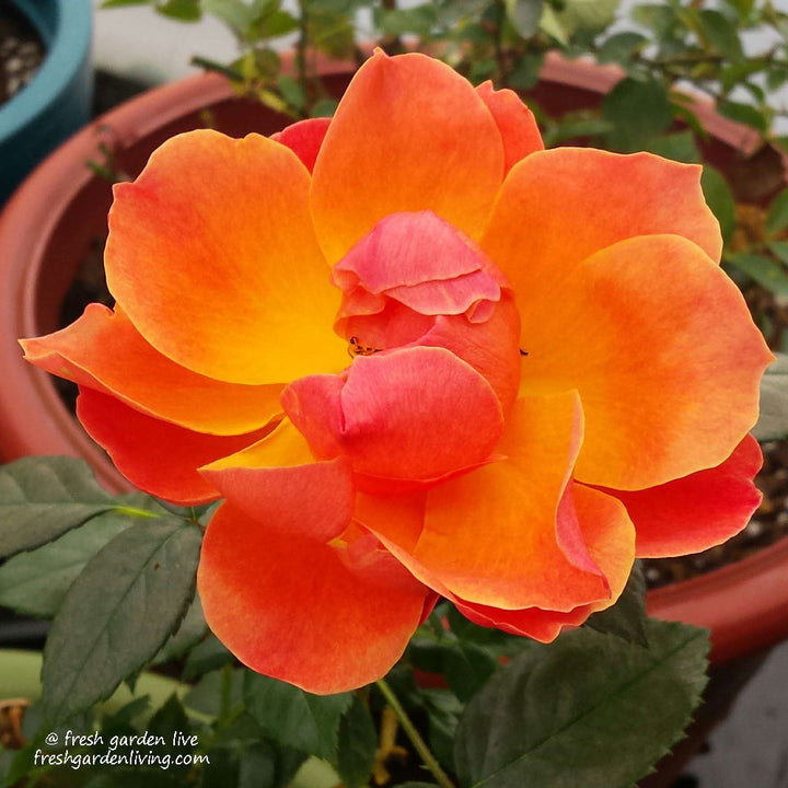 Livin Easy Rose 1.5 gallon Pot