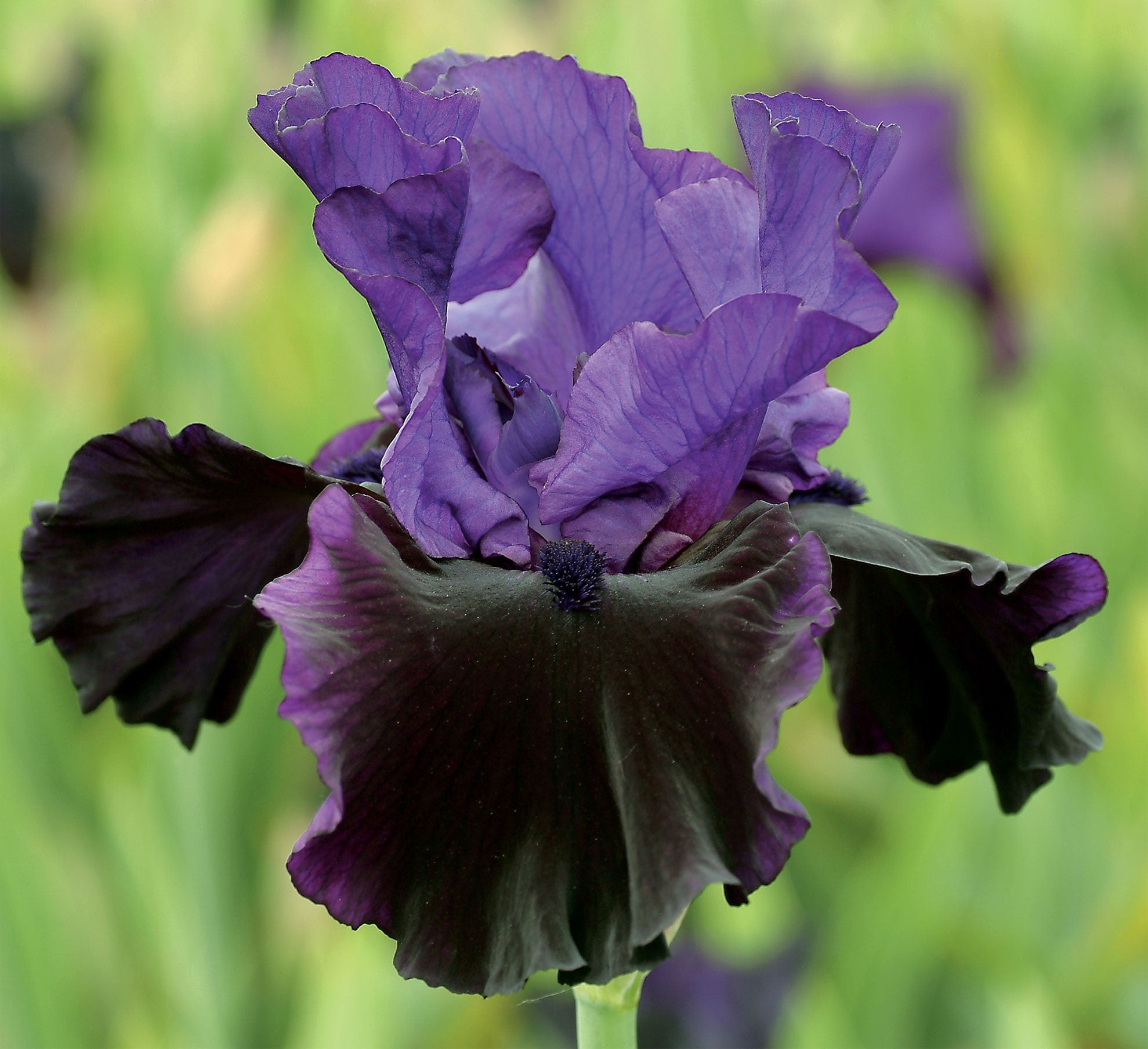 Midnight Treat Bearded Iris Potted Quart Container