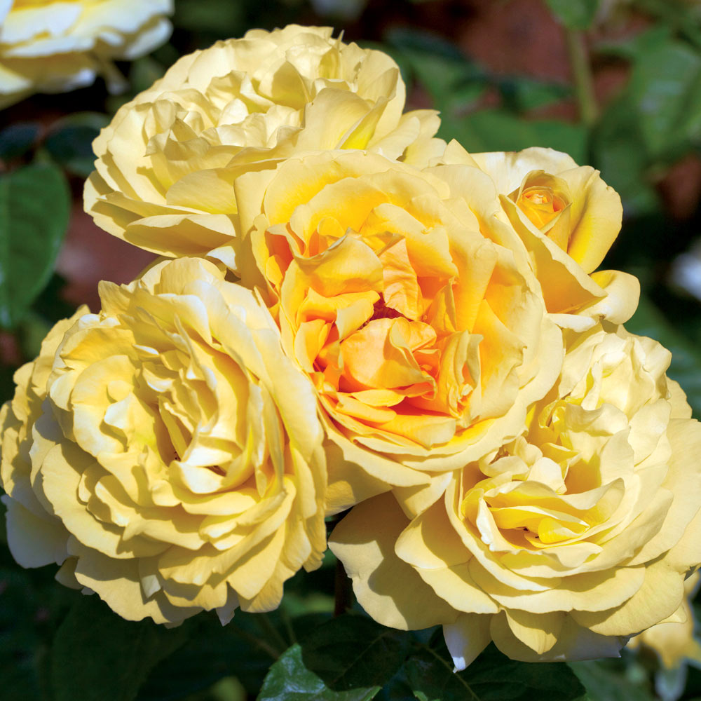 Michelangelo Rose Plant with Fragrant Yellow Blooms, perfect to buy fragrant rose plants online