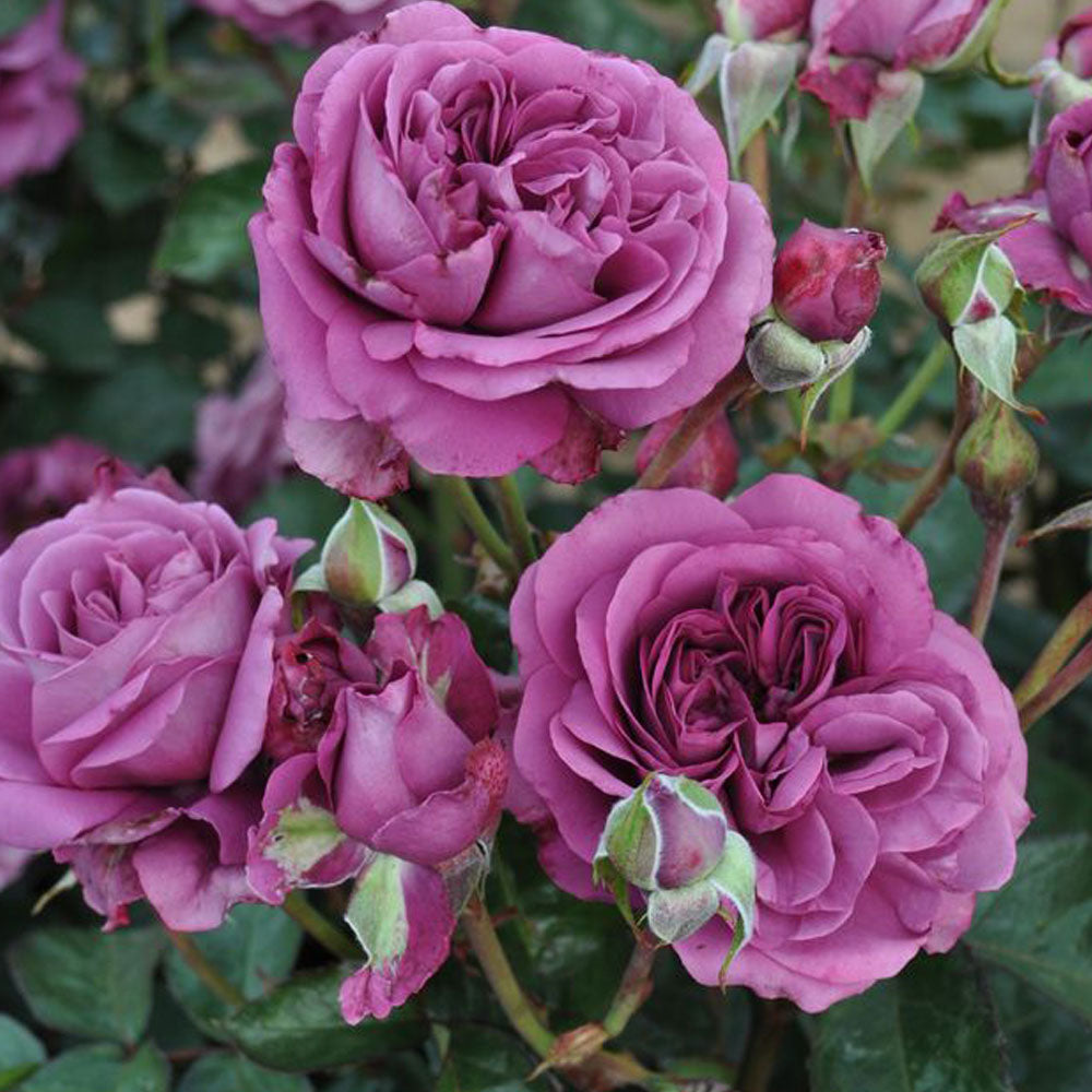 Plum Perfect Rose 1.5 gallon pot featuring vibrant blooms of the fragrant purple rose plant in a lush garden setting