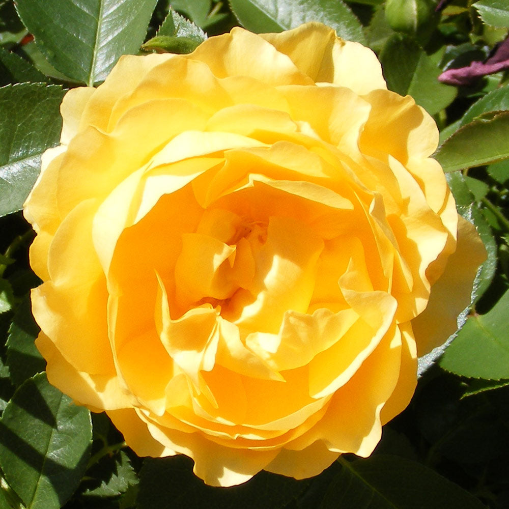 Julia Child rose in full bloom, vibrant yellow petals surrounded by lush green foliage in a 1.5 gallon pot