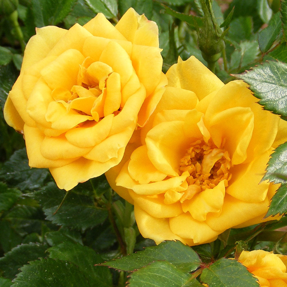 Julia Child rose plant in a 1.5 gallon pot with vibrant yellow blooms and lush green foliage