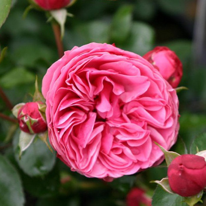 Leonardo Da Vinci Rose in full bloom with soft pink petals, 1.5-gallon pot from Fresh Garden Living