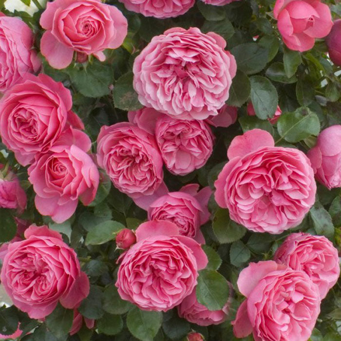 Leonardo Da Vinci Rose in a 1.5 gallon pot featuring lush pink blooms and healthy foliage