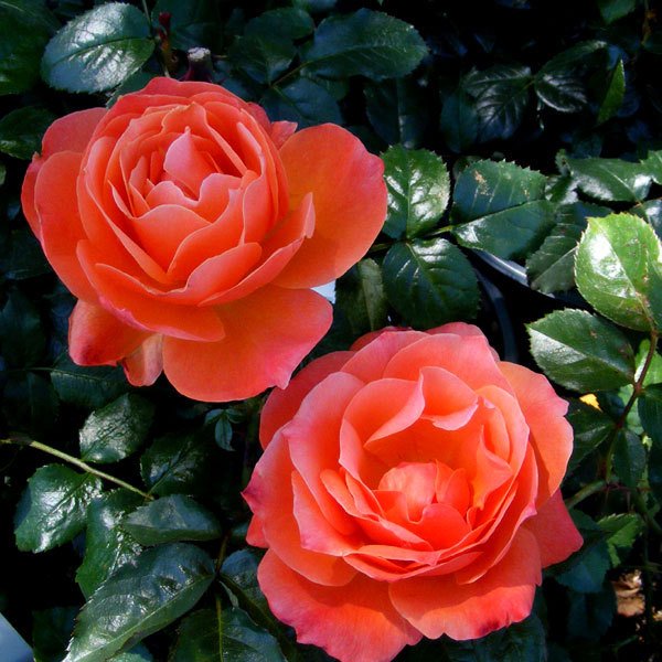 Livin Easy Rose 1.5 gallon Pot